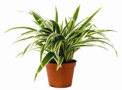 Хлорофитум Лаксум