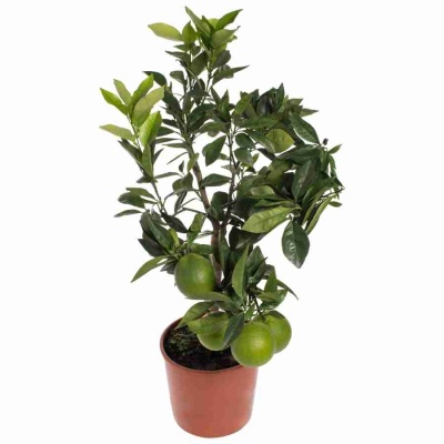 Апельсиновое дерево