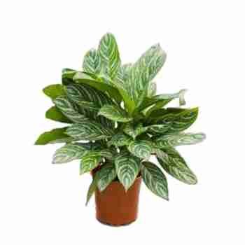 Аглаонема Страйп