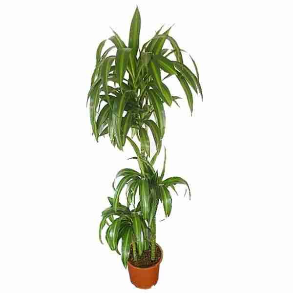 Фиалка Ананда