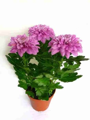 Хризантема зембла пурпурная