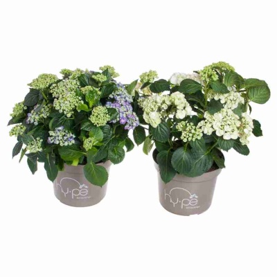 Гортензия кудрявая микс