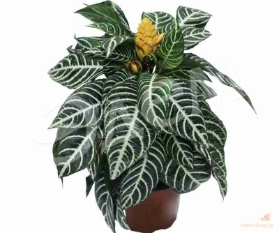 Афеляндра Скуарроса Дания