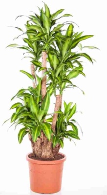 Дерево счастья драцена