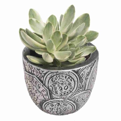 Крассула Мани Мейкер в керамике