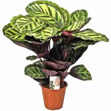 Калатея розиопикта