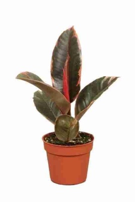 Фикус каучуконосный (эластика) Белиз