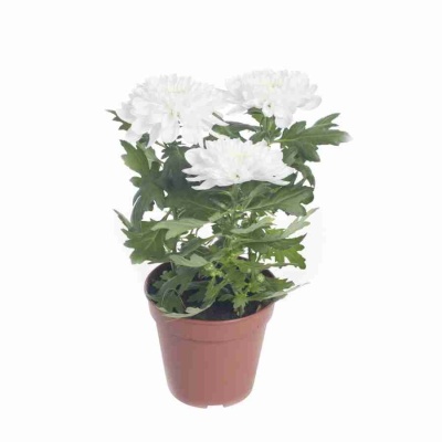 Хризантема зембла белая