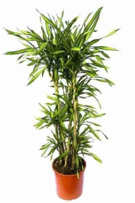 Драцена фрагранс Рики разветвленная