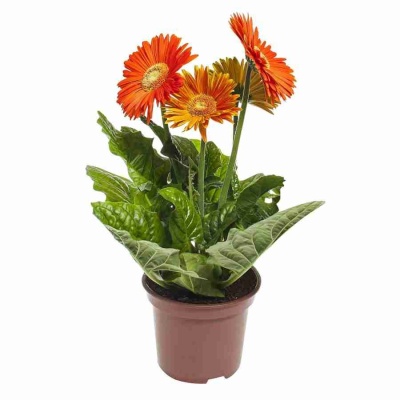 Гербера Golden Serena