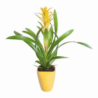 Гузмания Соледо