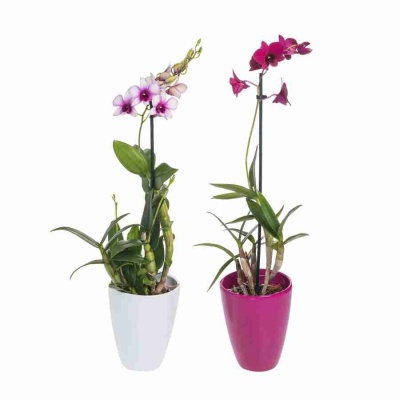 Дендробиум Санок Микс 1 ст 