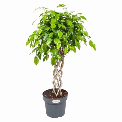 Фикус бенджамина Экзотика цилиндр