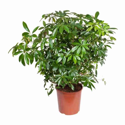 Шеффлера Компакта разветвленная