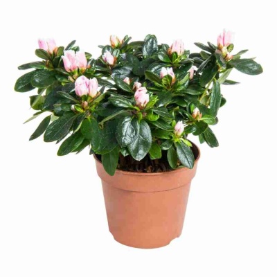 Азалия индика Биколор