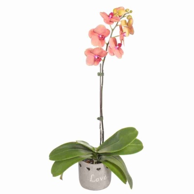 Фаленопсис Золотая лихорадка 1 ст