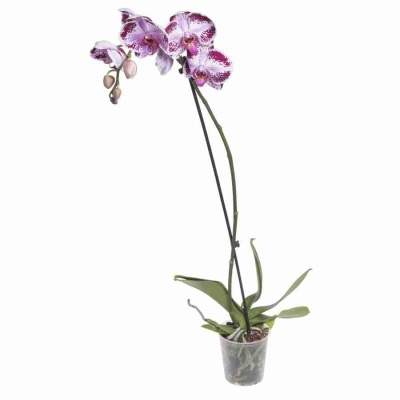 Фаленопсис Хэппи Дэнсер 1 ст