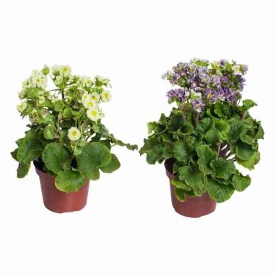 Примула Приканто микс