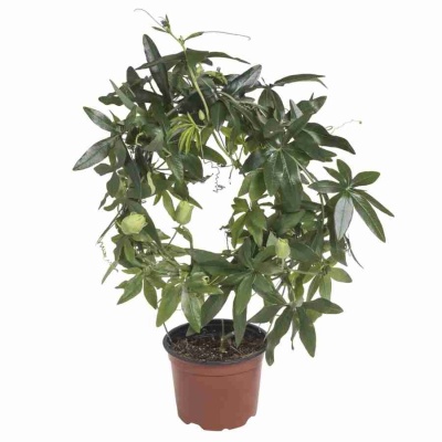 Пассифлора Карулеа