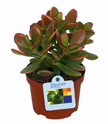 Крассула Овата Сансет