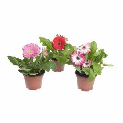 Гербера Райта