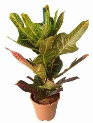 Кодиеум Экселент