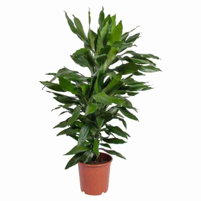 Драцена фрагранс Джанет Линд разветвленная