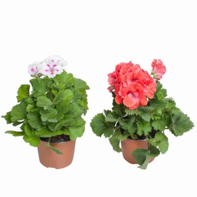 Пеларгония крупноцветковая микс