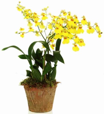 Онцидиум Желтый 1 ствол