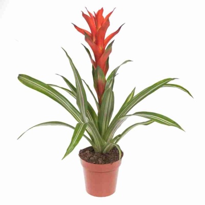 Гузмания Бандера