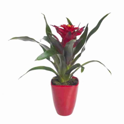 Гузмания Оптима