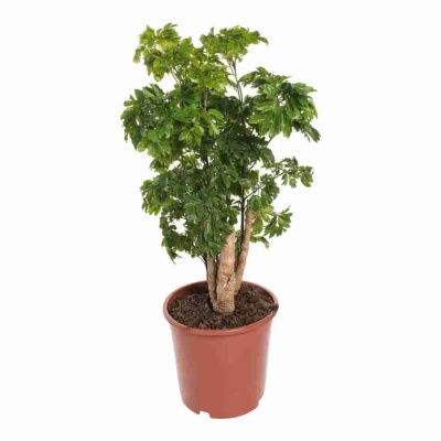 Комнатное дерево Полисциас Робл