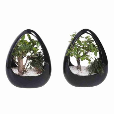 Бонсай фикус микрокарпа икебана