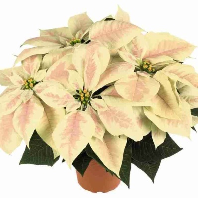 Пуансеттия Сатурнус Марбл