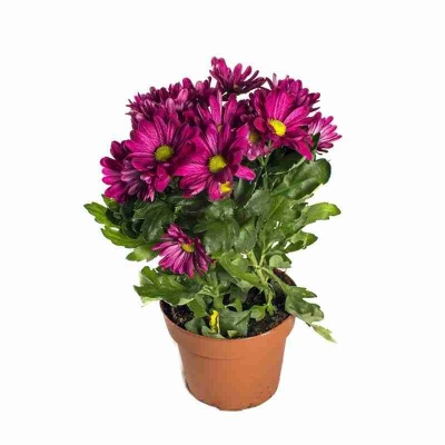 Хризантема Бриз розовая