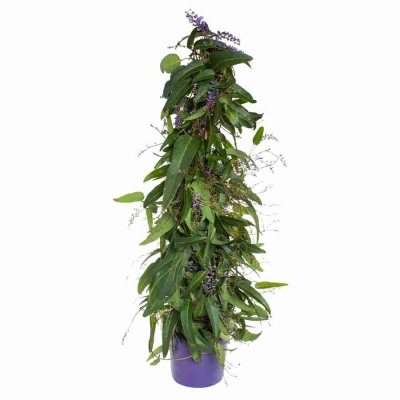 Гарденбергия