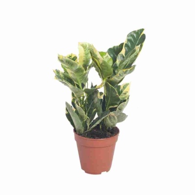 Кодиеум Эбурнеум