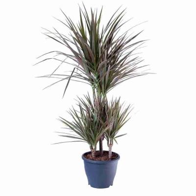 Драцена маргината Биколор карусель