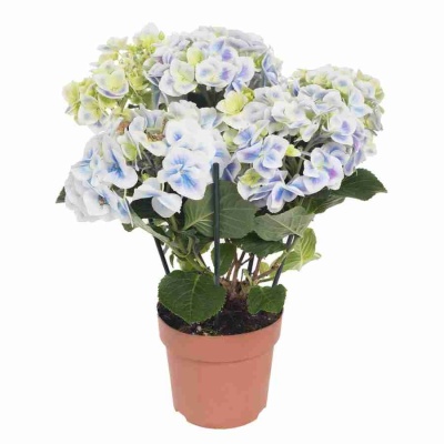 Гортензия Peppermint 