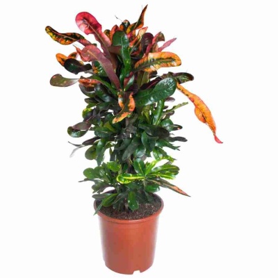 Кодиеум Мамми