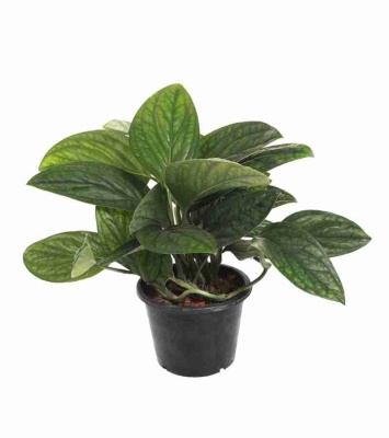 Филодендрон Кастерианум