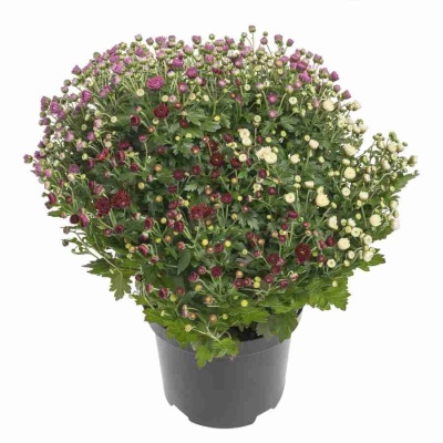 Хризантема Шар микс