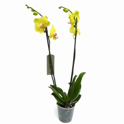 Фаленопсис Лайм