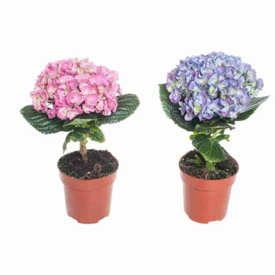 Гортензия кудрявая Соломиа Микс 1 шар