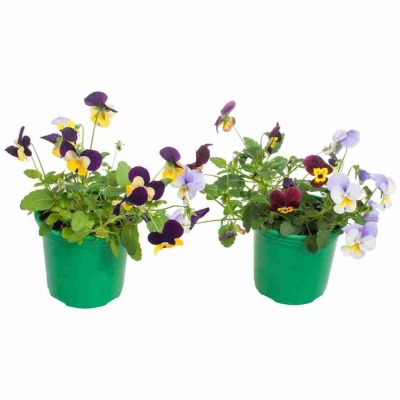 Виола мелкоцветковая