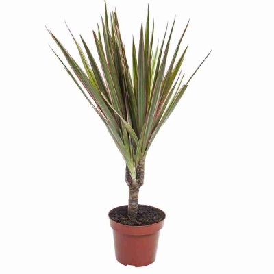 Драцена маргината Биколор 1 ст