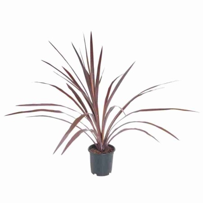 Кордилина Аустралис Красная