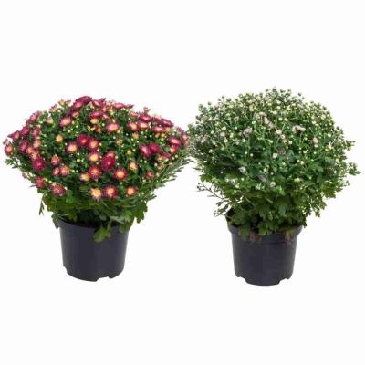 Хризантема Шар микс