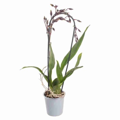 Камбрия Бобкэт каскад 1 ст