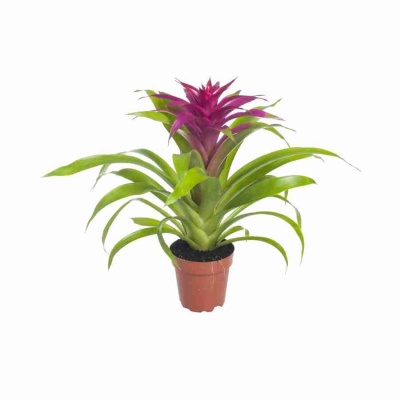 Гузмания Десео Розовая